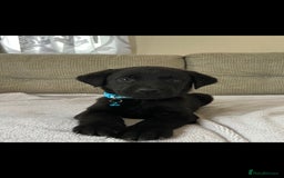 Labrador Retriever dogs for sale: Labador puppies  - Image 3