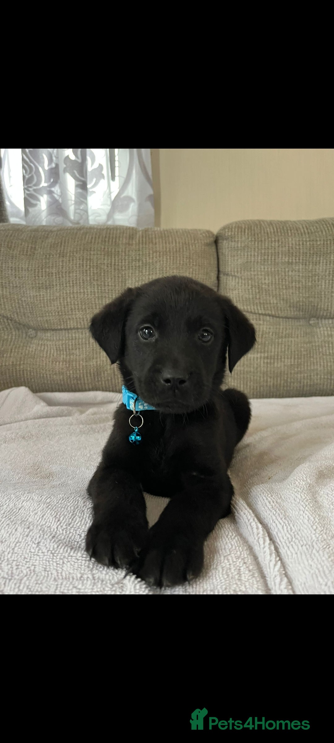 Labrador Retriever dogs for sale: Labador puppies  - Image 3