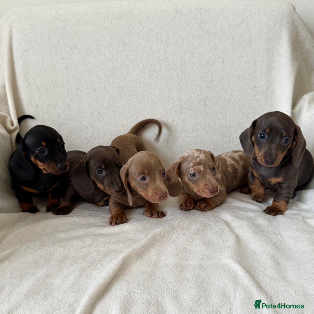 Dachshund dogs for sale: Mini smooth coat dachshunds  - Advert 1