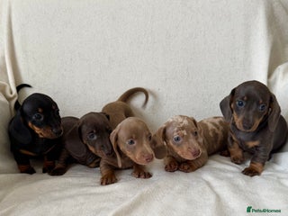 Dachshund dogs Mini smooth coat dachshunds - Advert 2