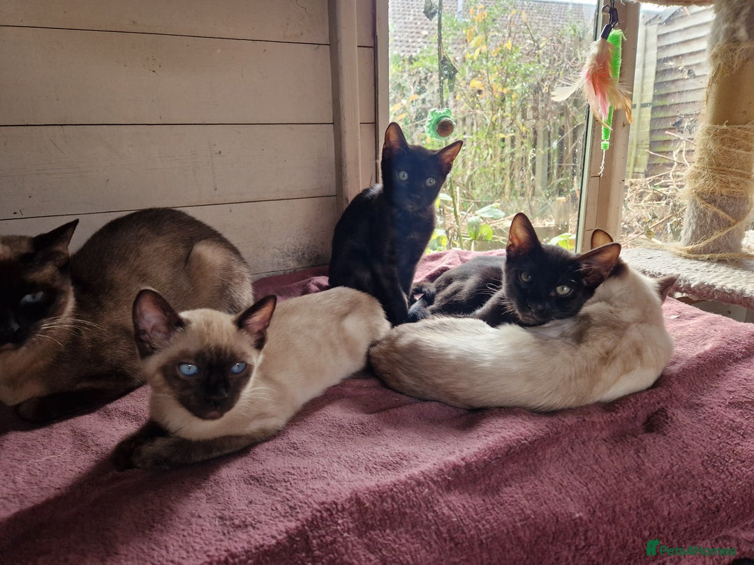 Mixed Breed cats for sale: Bengamese kittens, Bengal/Siamese mix  - Image 2