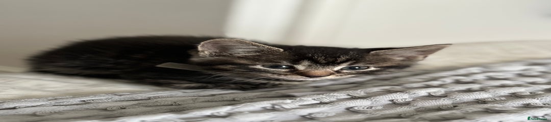 Grey American Shorthair Kitten 3