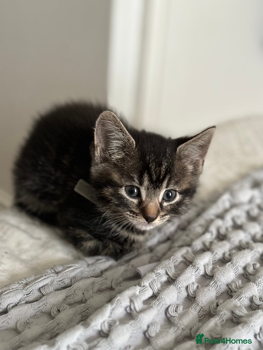 American Shorthair cats for sale: 🌟Adorable kittens now ready 4 forever home🌟 - Image 22