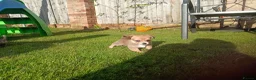 Pomchi dogs for sale: Pomchi - Advert 12