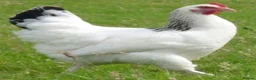 Chickens poultry for sale: Chickens for sale - variety of colours - Advert 6