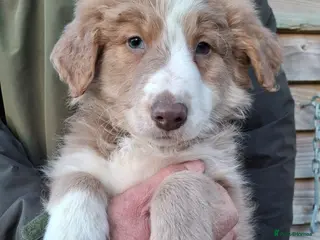 Border Collie dogs Rare Yellow sable long hair Border Collie - Advert 7