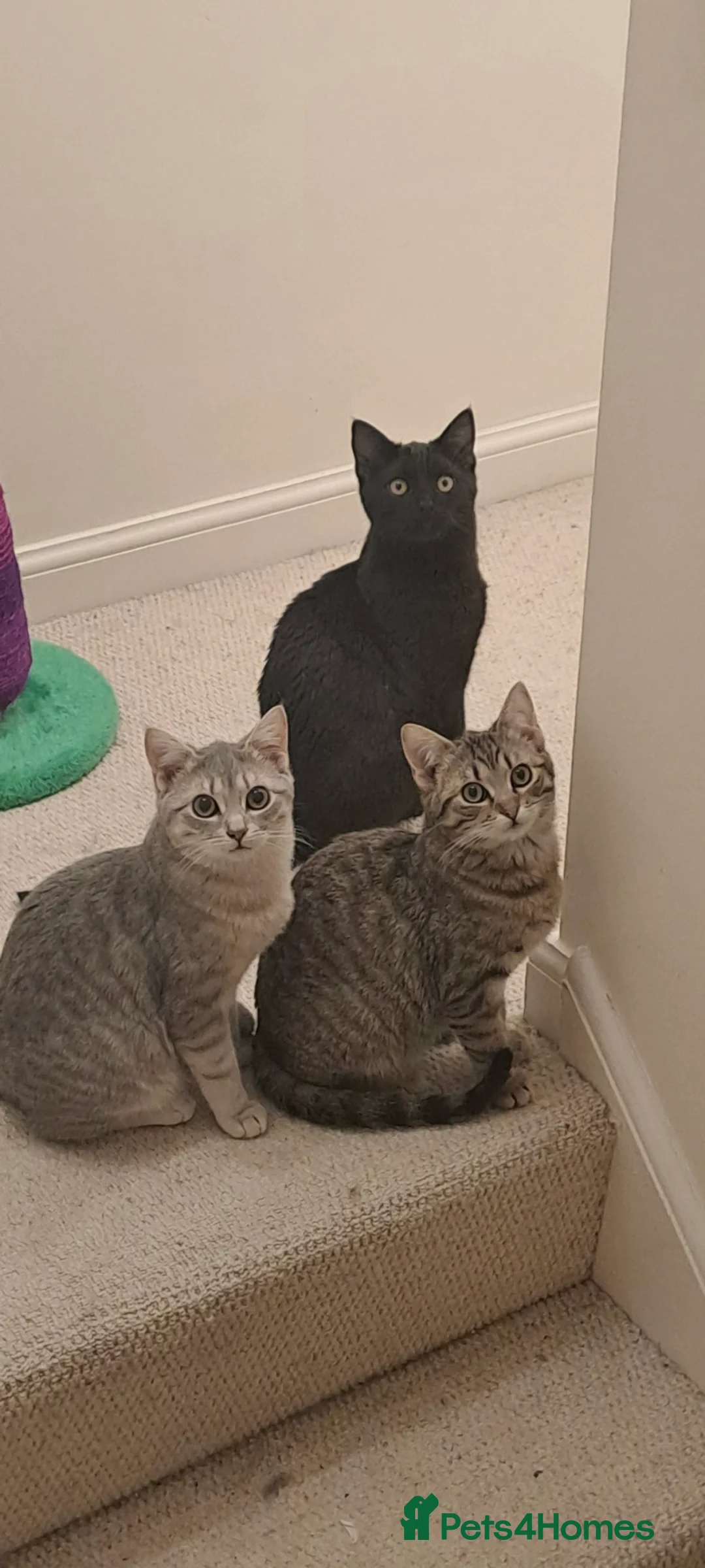 Mixed Breed cats for sale: Quarter Bengal kittens, looking for forever homes  - Advert 15