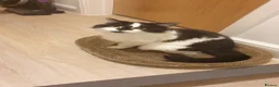 British Longhair cats for sale: Puffin needs a home - Advert 3