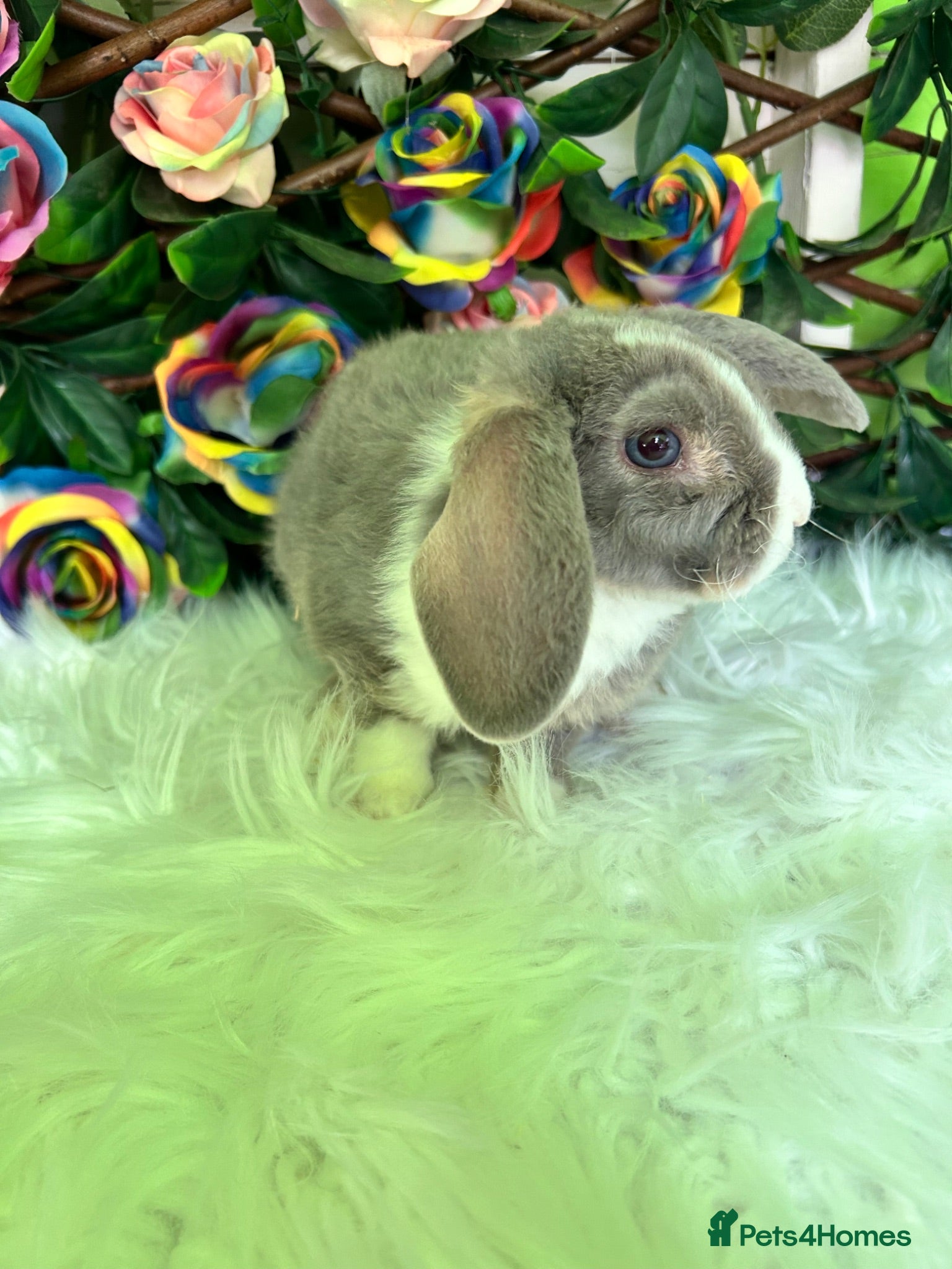 Mini Lop rabbits 🦋 Mini plush lop Babys 🦋 - Advert 2