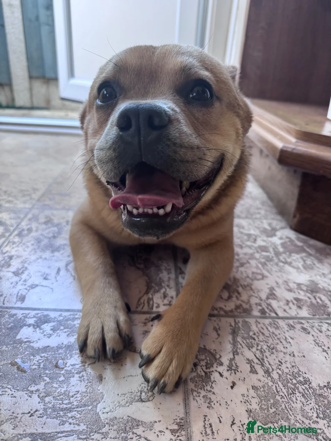 Mixed Breed dogs for sale: French bulldog x chow  in Southend-on-Sea - Advert 1