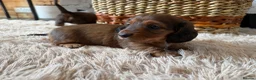 Miniature Dachshund dogs for sale: Beautiful Miniature Dachshund Puppies - Advert 7