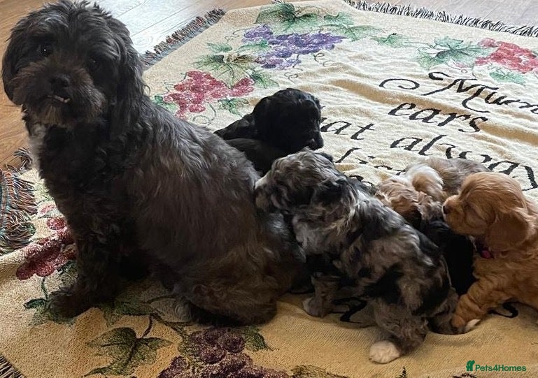 Shihpoo dogs Rare PRA clear health tested Shihpoo Puppies  - Advert 2
