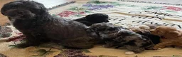 Shihpoo dogs for sale: Rare PRA clear health tested Shihpoo x Puppies  - Advert 2
