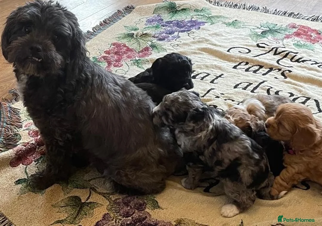 Shihpoo dogs for sale: Rare PRA clear health tested Shihpoo x Puppies  - Advert 2