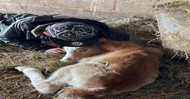 Welsh Section A horses Tame Gelding etm 11.2hh Kids Lead Rein Riding Pony - Advert 3