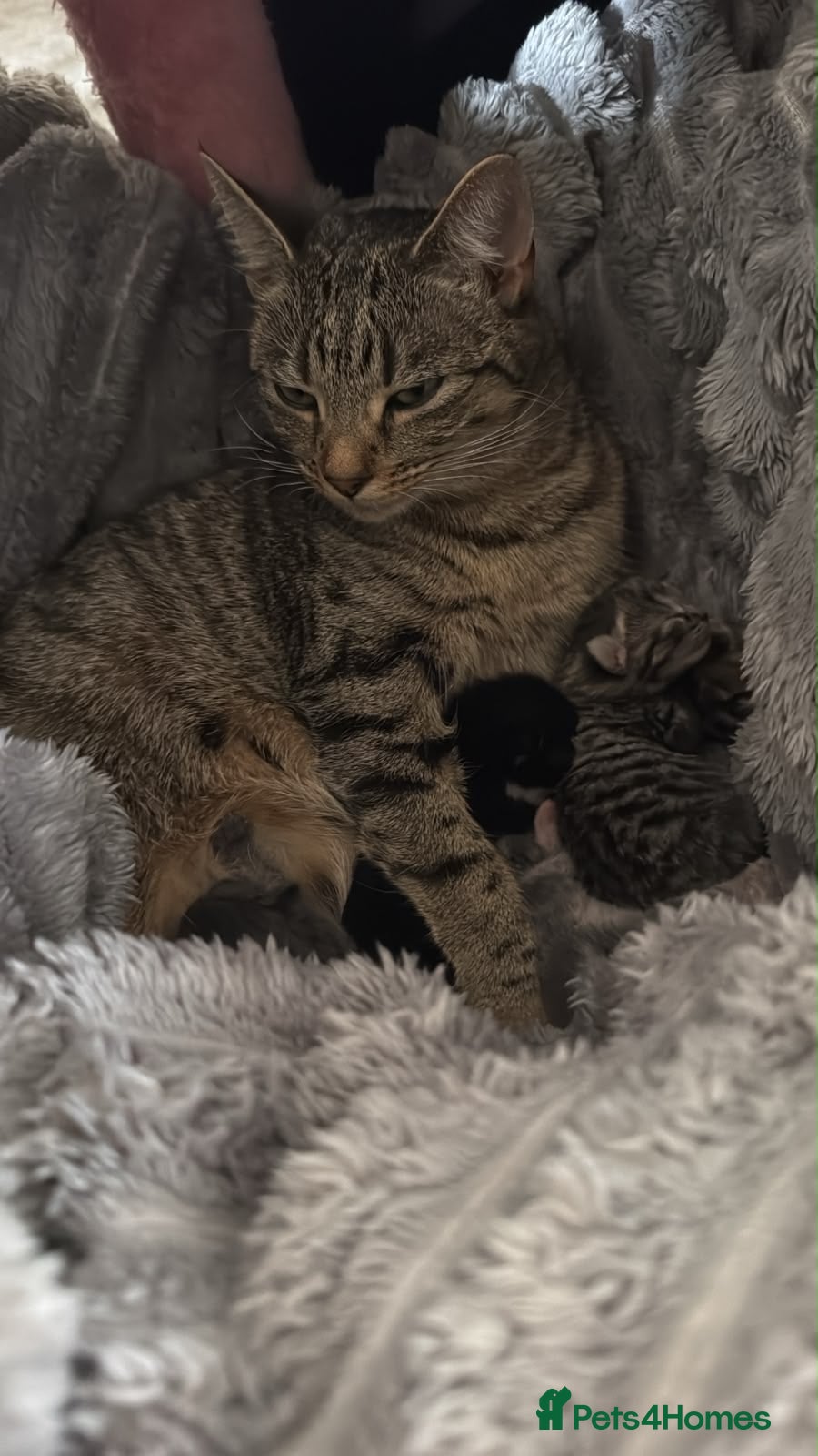 Mixed Breed cats Blakely  - Advert 1