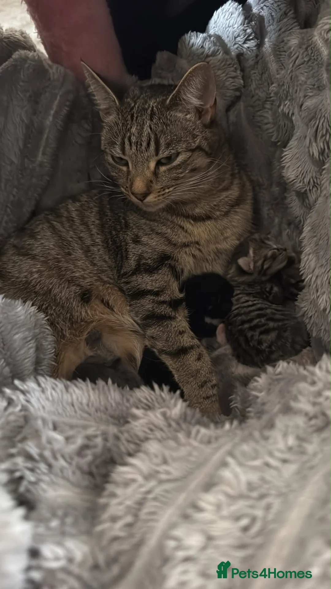 Mixed Breed cats for sale: Blakely  - Advert 1