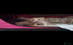 Mixed Breed cats for sale: Adorable kittens available  - Image 14