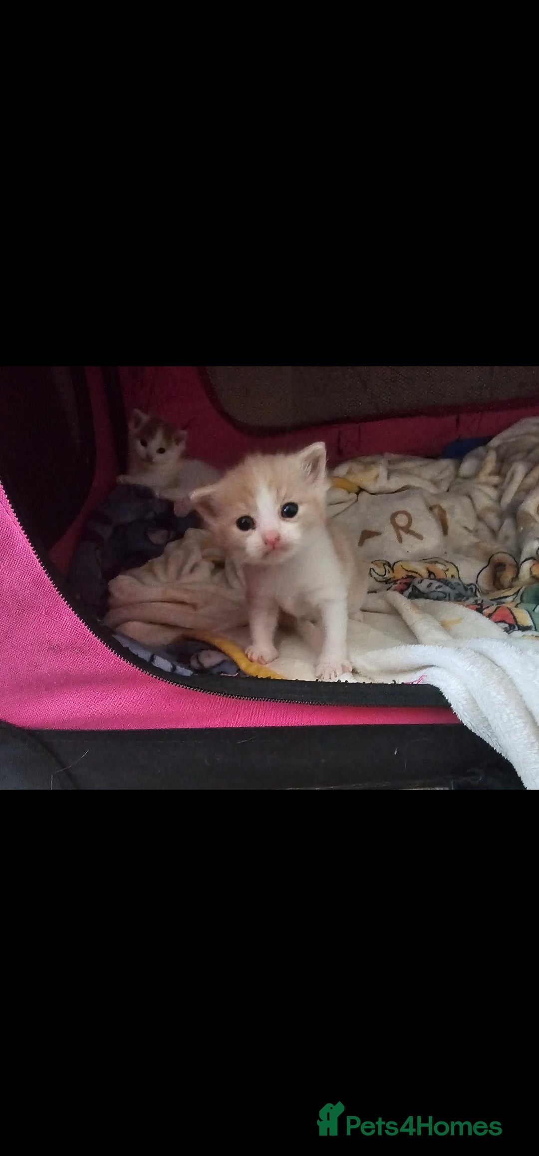 Mixed Breed cats for sale: Adorable kittens available  - Image 14