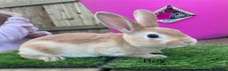 Rex rabbits for sale: 💖 9 week old mini Rex ready to leave 💙 - Advert 10