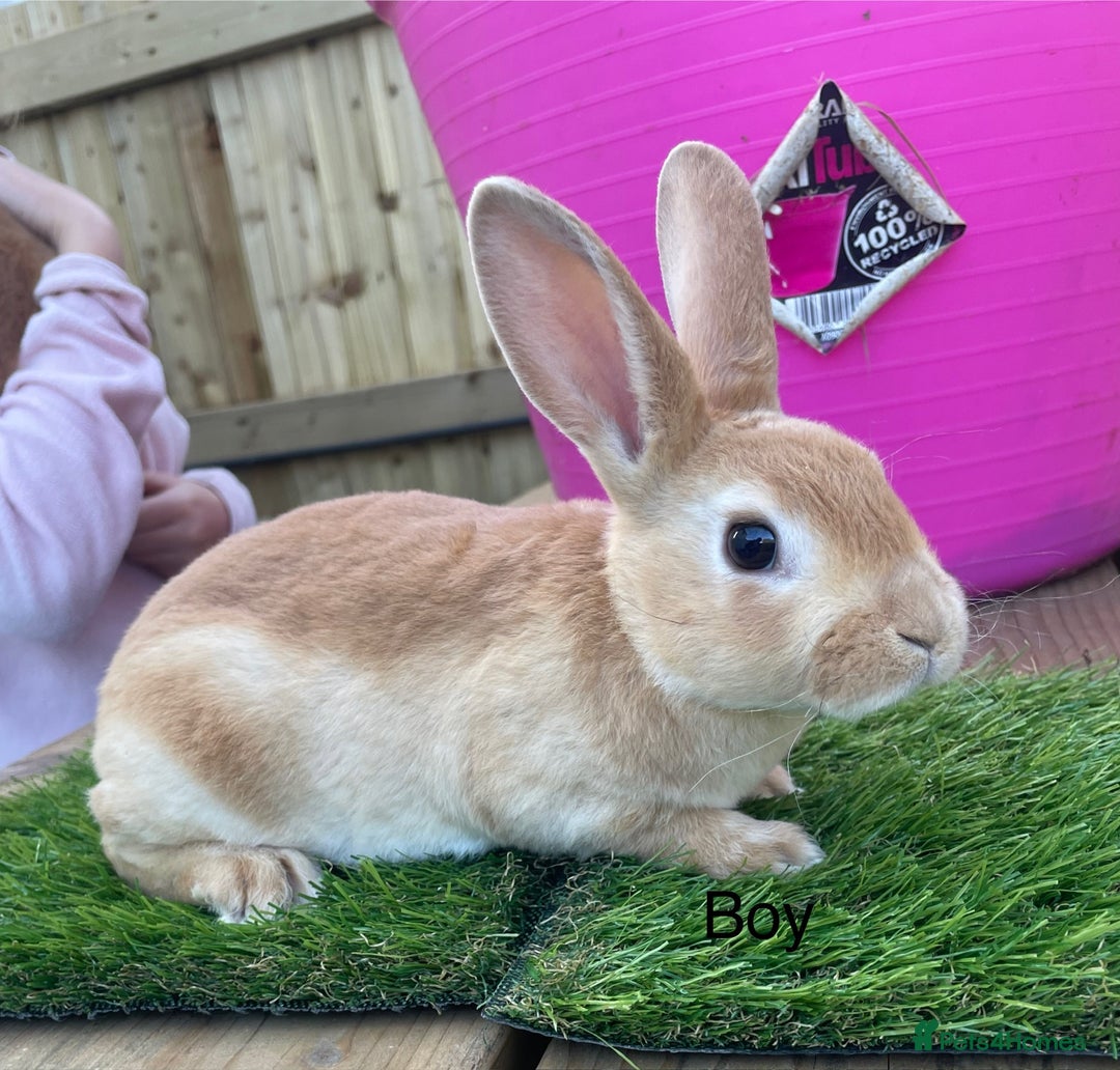 Rex rabbits for sale: 💖 9 week old mini Rex ready to leave 💙 - Advert 10