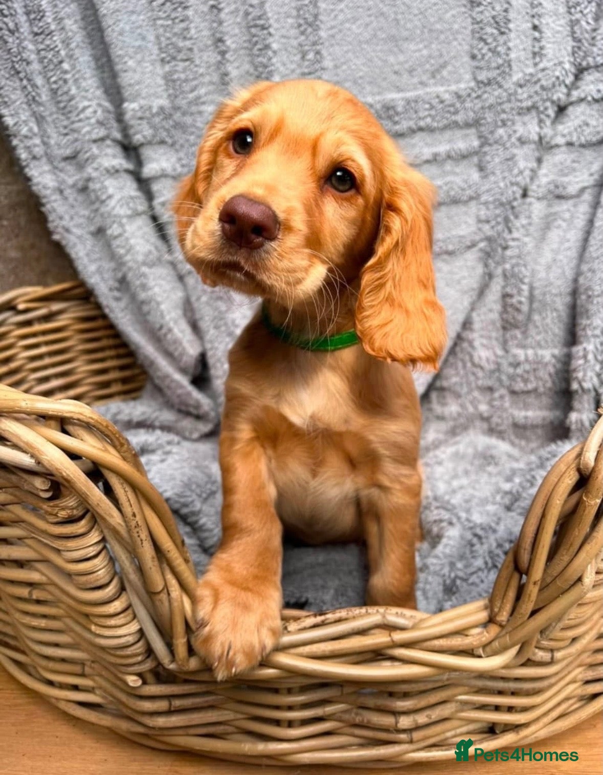 Cocker Spaniel dogs Golden cocker spaniel  - Advert 3