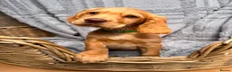 Cocker Spaniel dogs for sale: Golden cocker spaniel  in Abergele - Advert 1