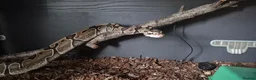 Python Snake reptiles for sale: 2 ball pythons - Advert 2
