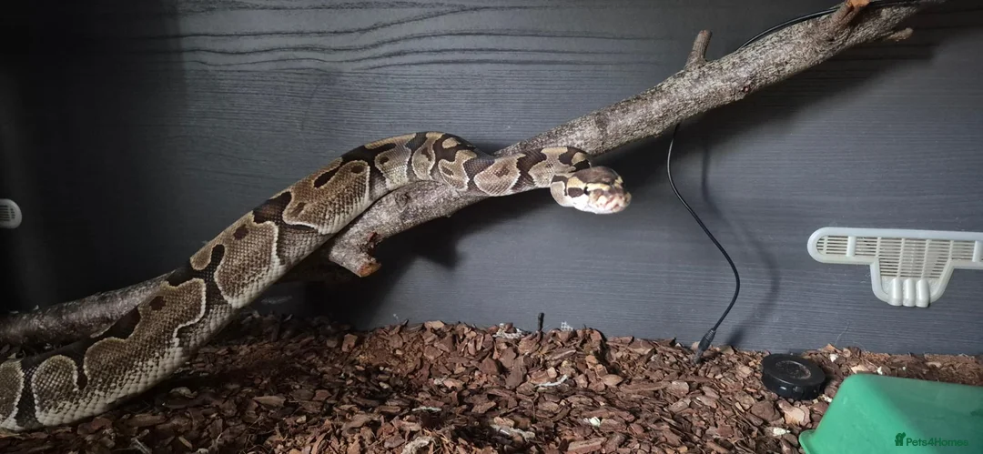 Python Snake reptiles for sale: 2 ball pythons - Advert 2