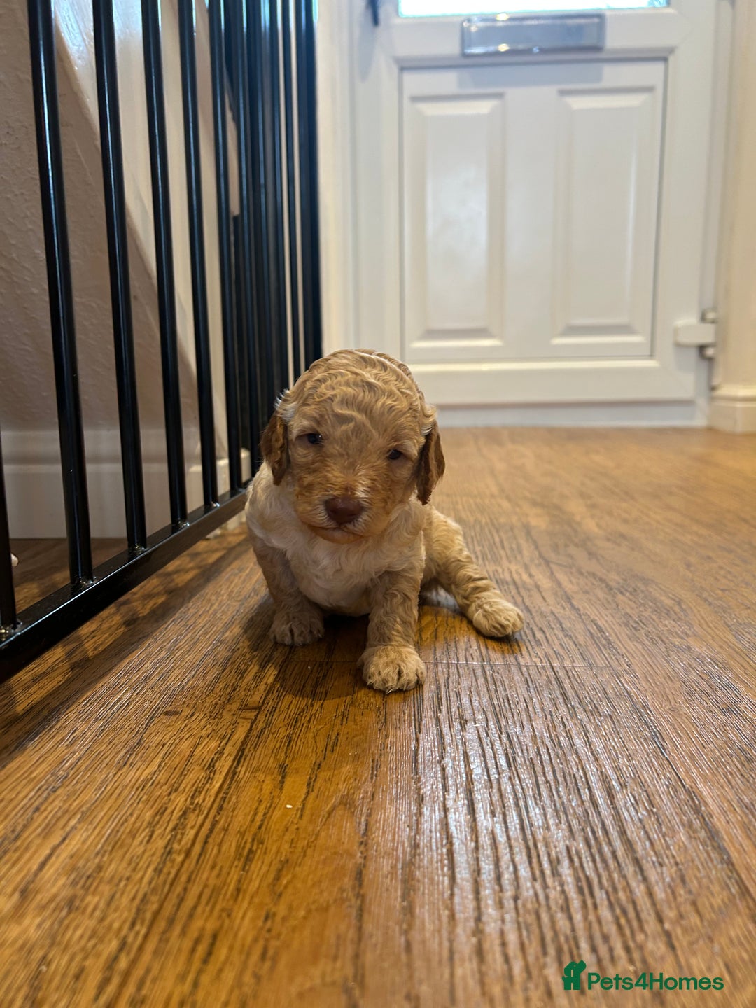 Cavapoo dogs for sale: Cavapoo Puppies for Sale - Image 20
