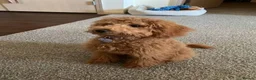 Cockapoo dogs for sale: Golden Cockapoo in London - Advert 3