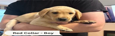 Red Collar- Fox Red/ light Labrador Male 