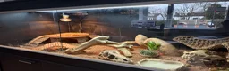 Bearded Dragon reptiles for sale: Bearded Dragon, Full Vivarium Set Up & Extras in Stockport - Advert 10