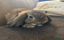 Mini Lop rabbits for sale:  Mini lop boy and girl 9 weeks old  - Image 3