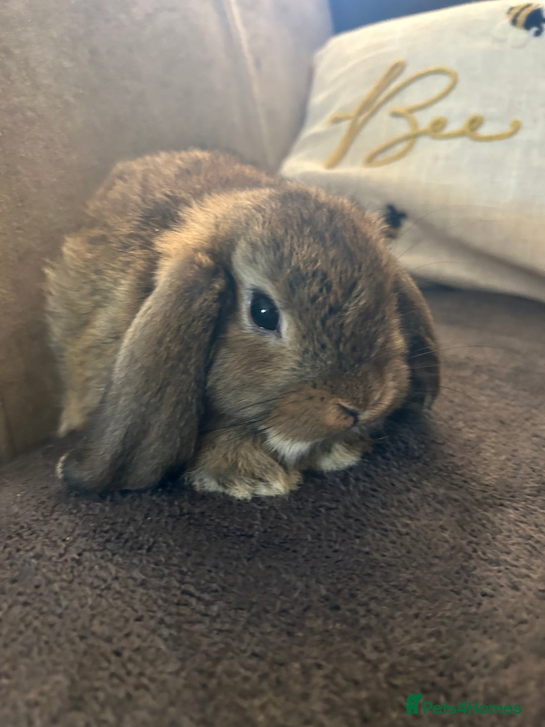 Mini Lop rabbits for sale:  Mini lop boy and girl 9 weeks old  - Image 3
