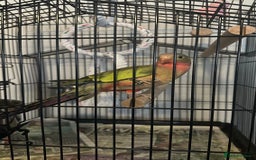 Parrots birds for sale: Princess Parrot  - Image 1