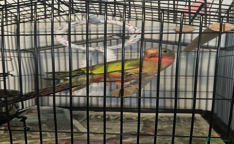 Parrots birds - Advert 1