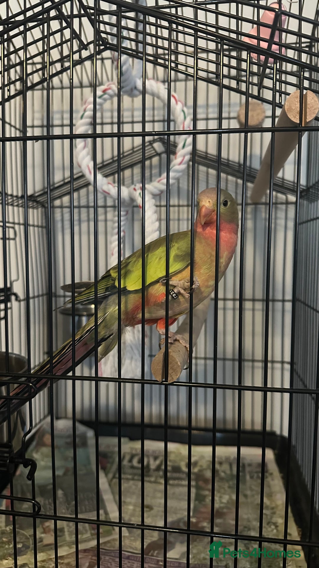 Parrots birds for sale: Princess Parrot  - Image 1
