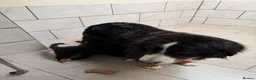 Bernese Mountain Dog dogs for sale: Kc reg Bernese puppies - Advert 10