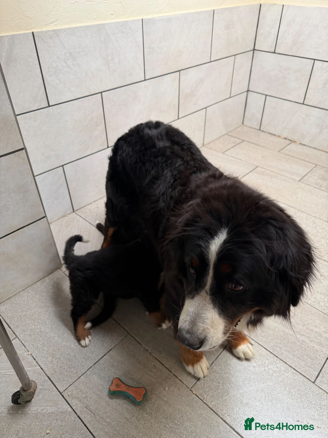 Bernese Mountain Dog dogs for sale: Kc reg Bernese puppies - Advert 10