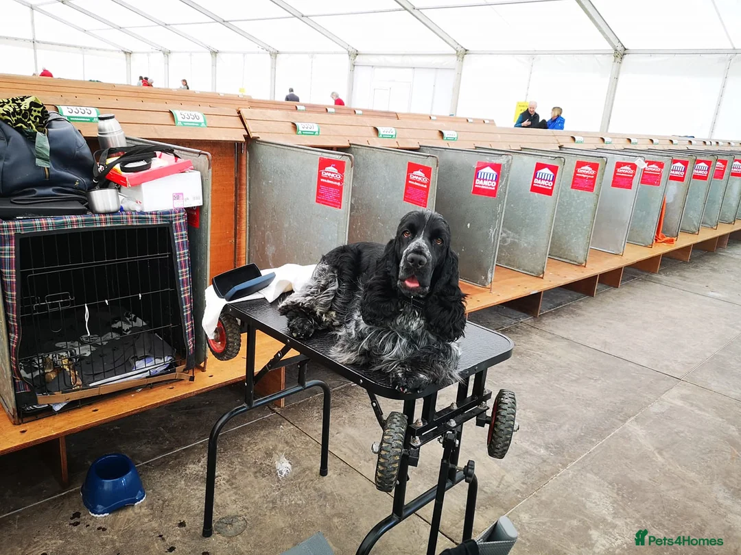 Cocker Spaniel dogs for stud: Show cocker spaniel stud dog  in Leven - Advert 5