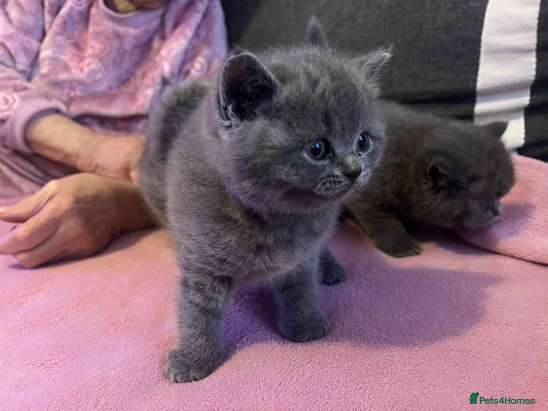 British Shorthair cats for sale: 3 Adorable BRITISH SHORTHAIR!!!!  - Advert 16