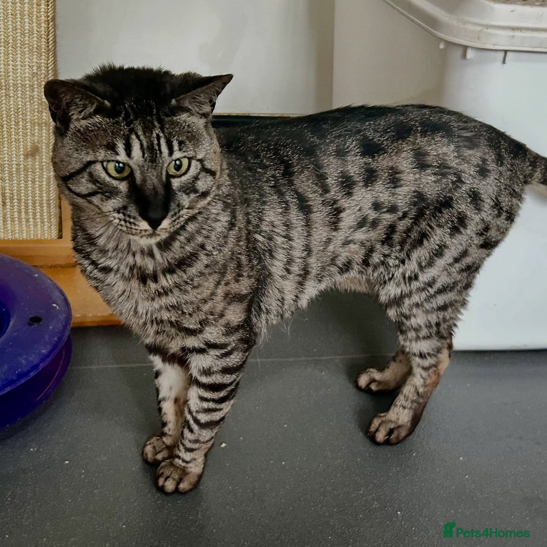 Savannah cats for sale: Retired F5 Silver Savannah boy with black nose - Image 8