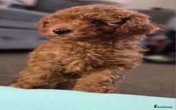 Toy Poodle dogs for sale: Pure bred deep red toy poodle boy - Image 3