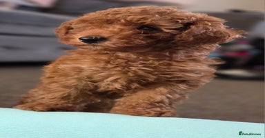 Toy Poodle dogs - Advert 10