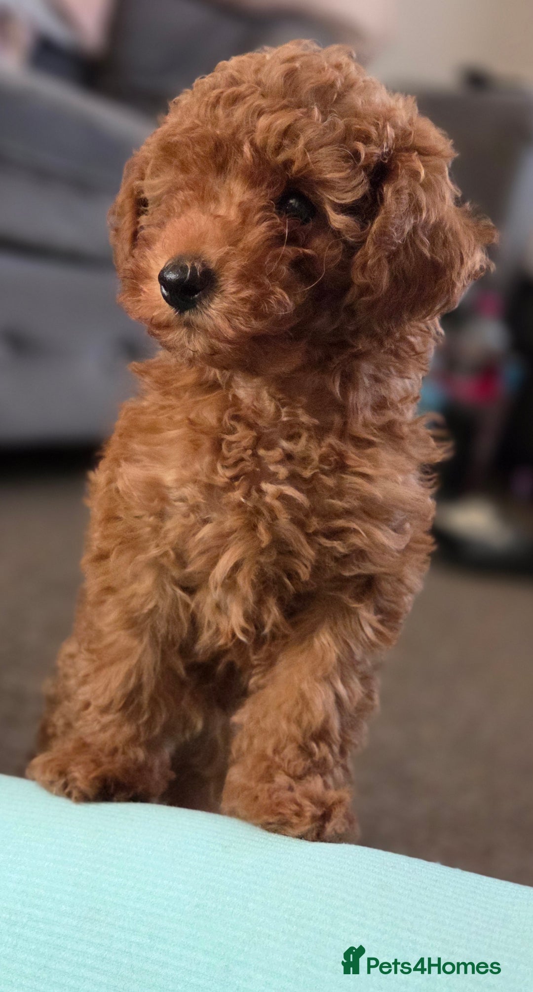 Toy Poodle dogs for sale: Pure bred deep red toy poodle boy - Image 3