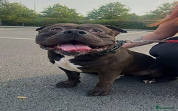 American Bully dogs for sale: Pocket Bully  - Image 1