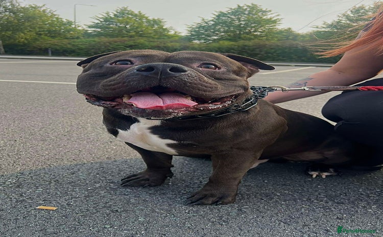 American Bully dogs - Advert 3