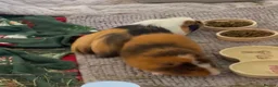 Guinea Pig rodents for sale: 2 male guinea pigs in Trowbridge - Advert 2