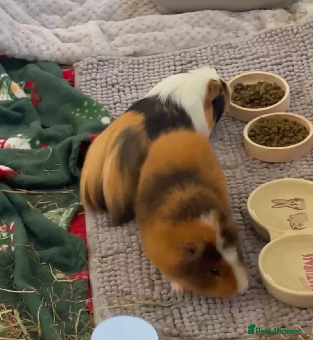 Guinea Pig rodents for sale: 2 male guinea pigs in Trowbridge - Advert 2